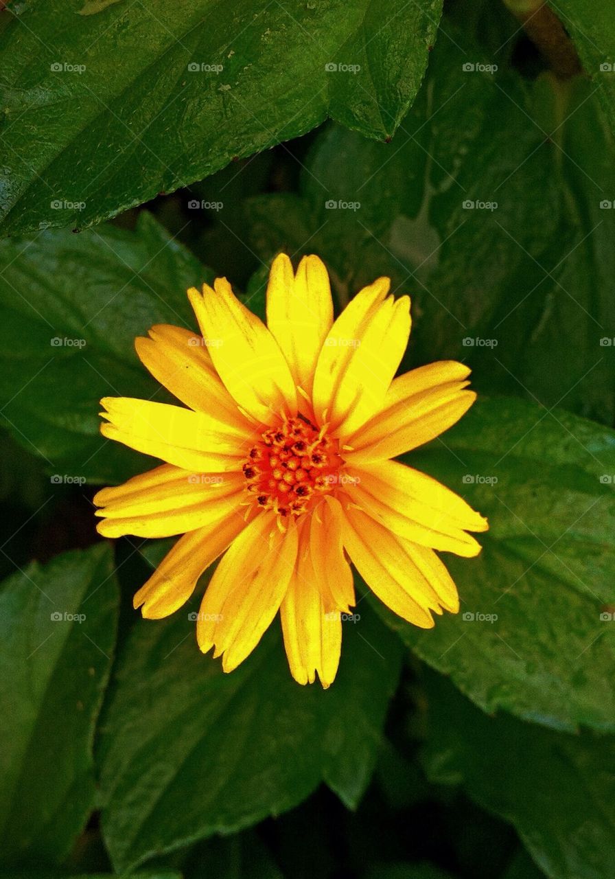 Yellow Flower