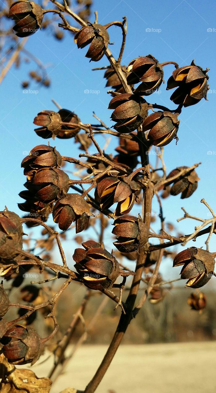 Crepe Myrtle in Winter