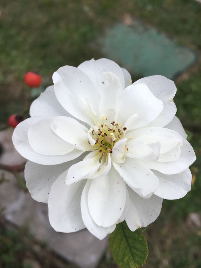 Fiore