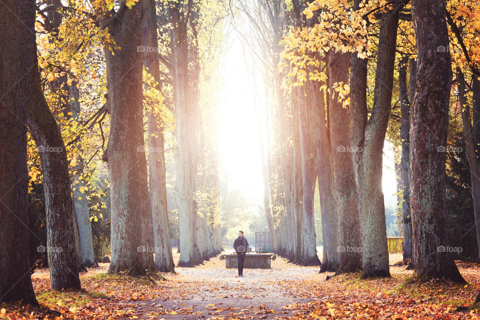 Man walking through park in the beautiful and golden autumn season