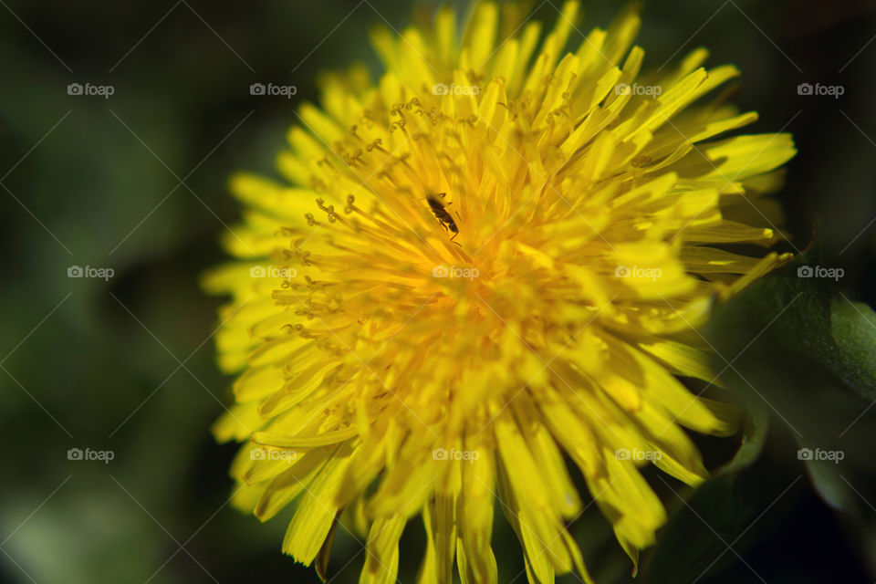 Ant man in my garden