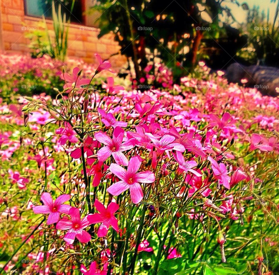 flowers nature i̇stanbul by pitikelebek