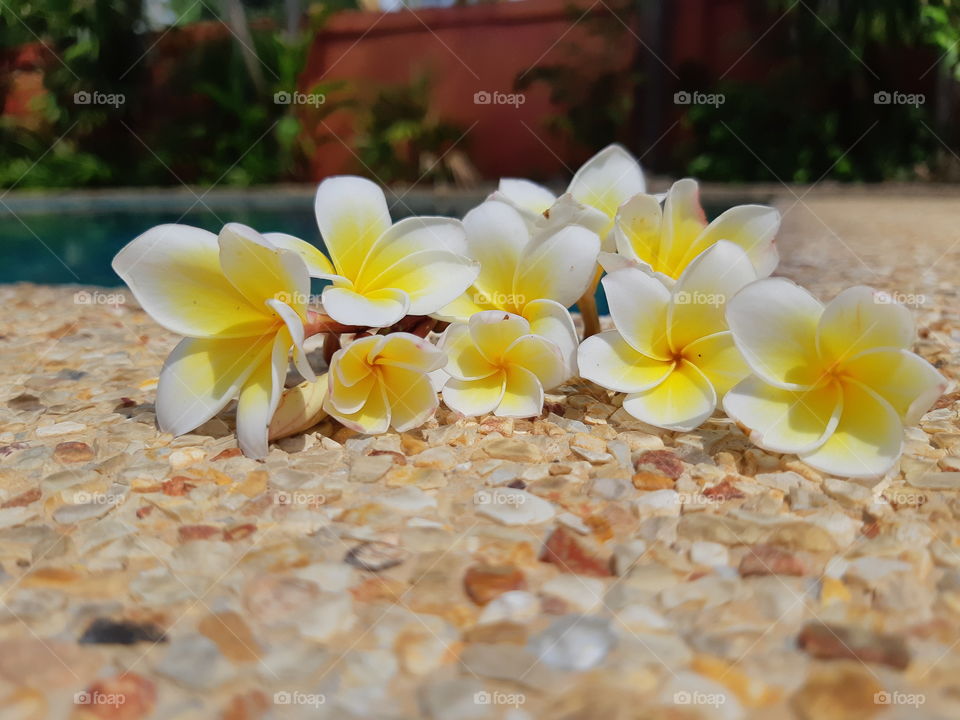 frangipani flowers (Thailand)