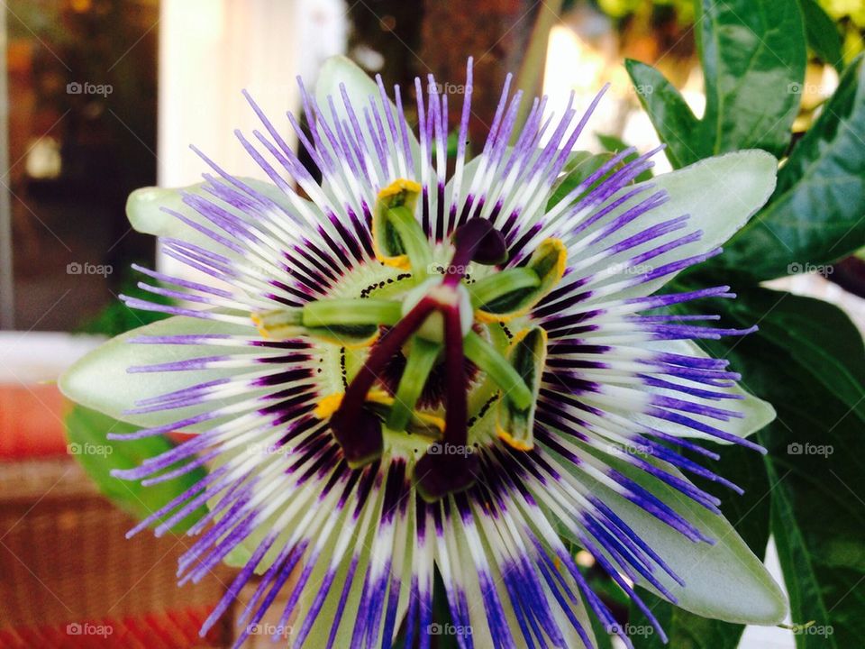 Vine with passionflower