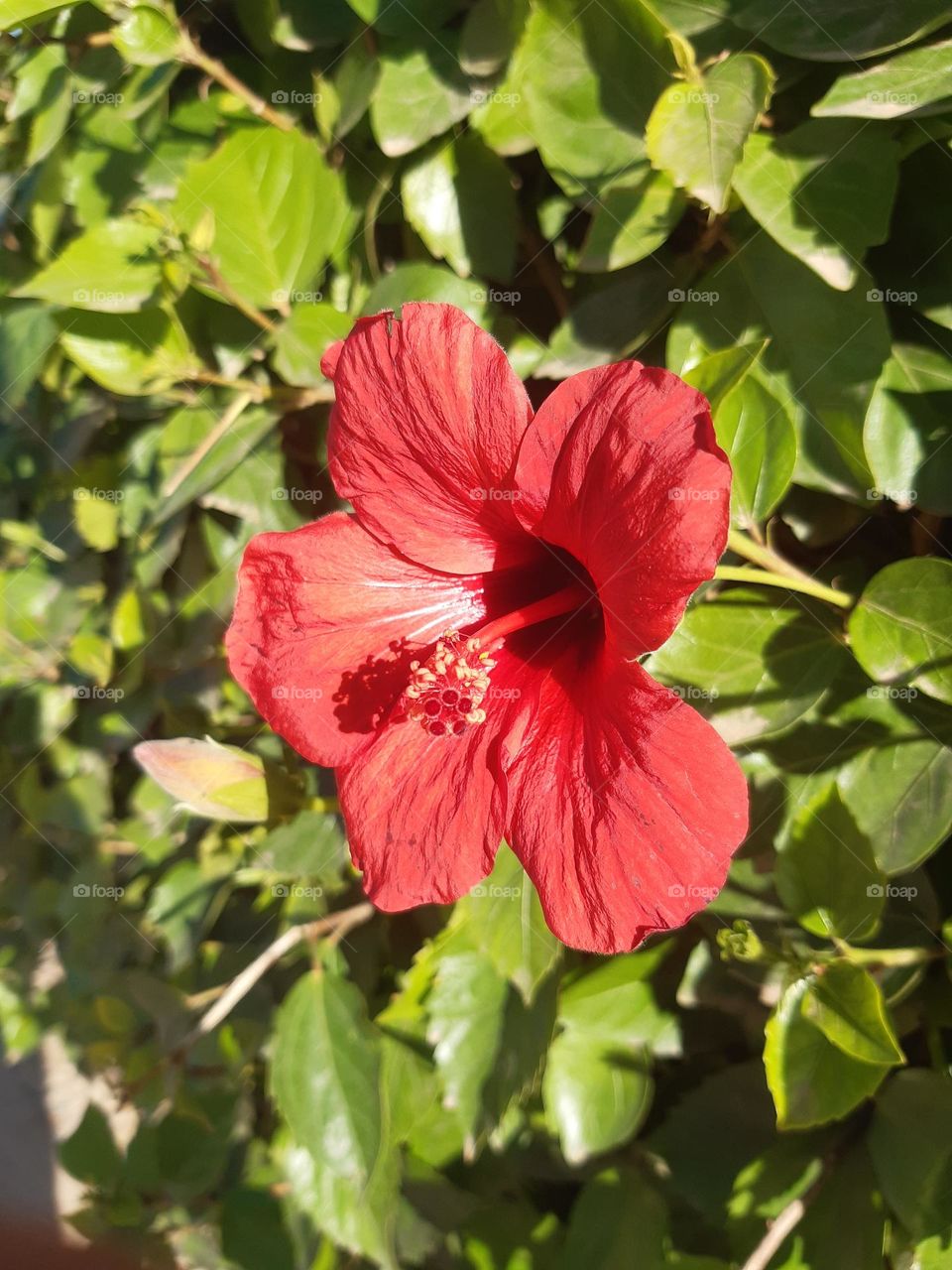 The red rose is a flower characterized by its vibrant and attractive colors, ranging from light to dark red, and is considered a symbol of beauty and love. The rose consists of soft, harmonious petals that form a circular or conical shape. Sometimes,