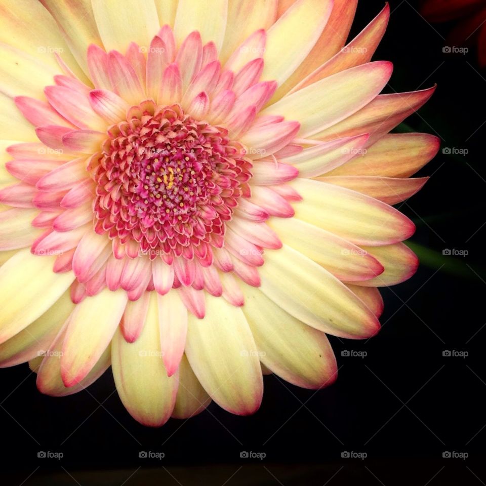 Yellow and pink gerbera daisy macro on a black background.