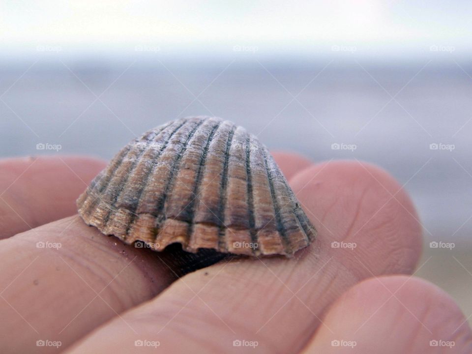 shell