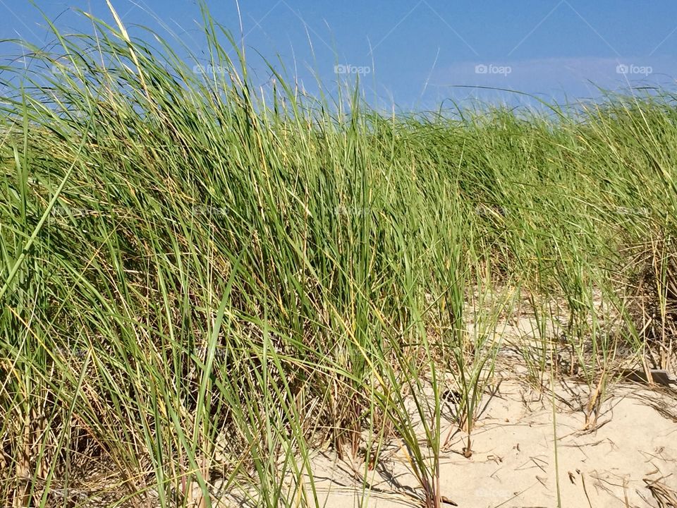 Grass dunes leading to beach