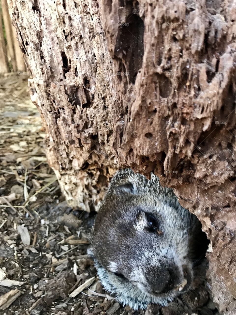 Groundhog peeking