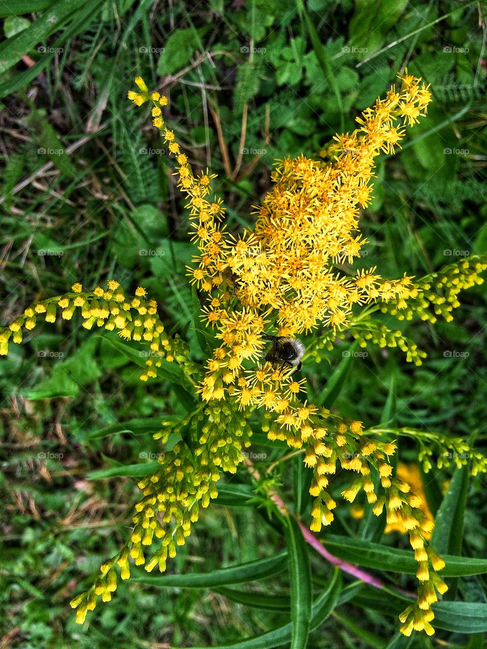 Yellow wildflower 