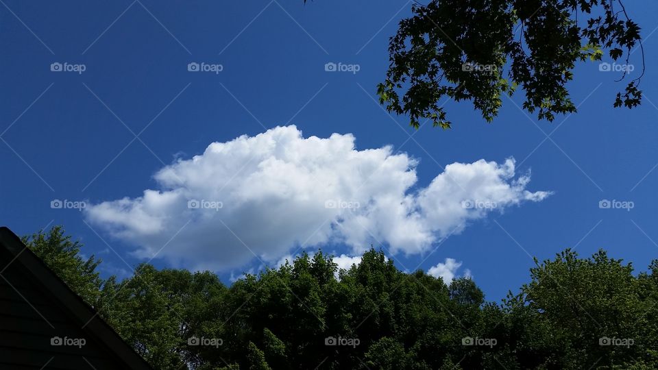 goose cloud. sky photo