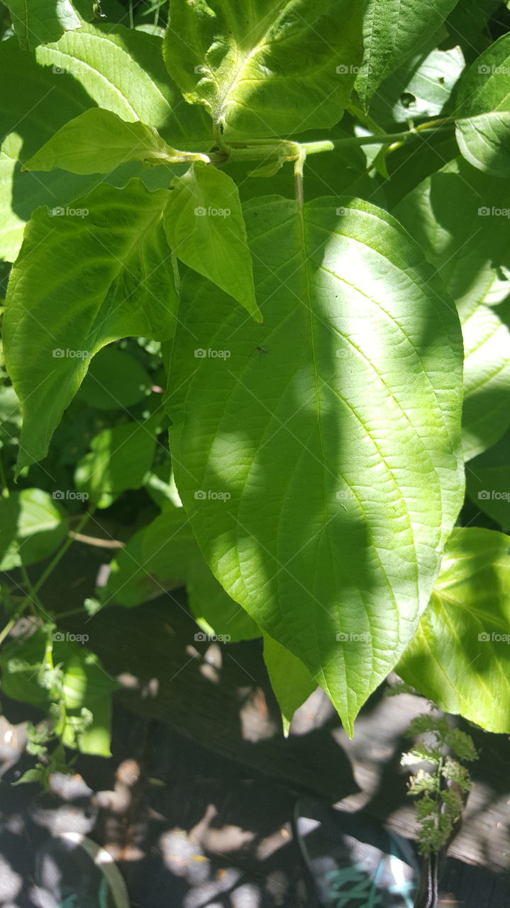 sunshine on leaf