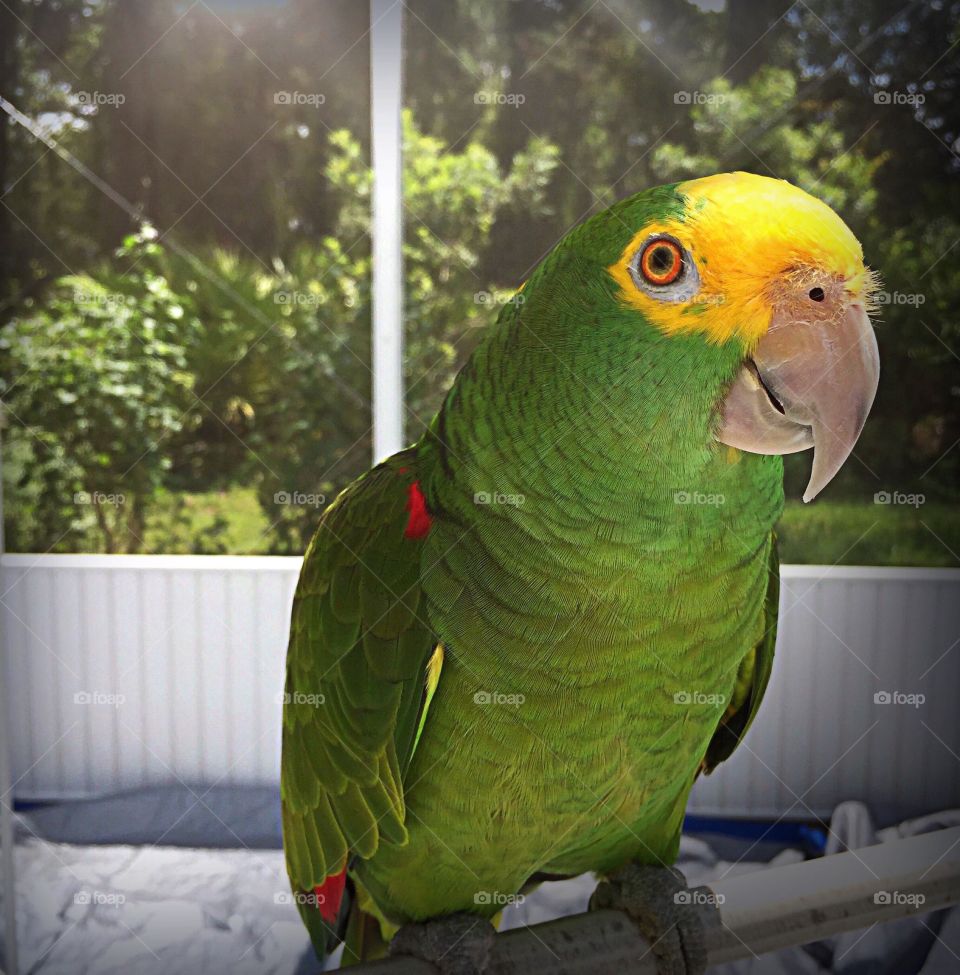 Lovely green Amazon Parrot sun bathing in his outdoor solarium.