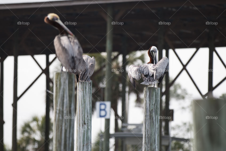 Bird, Wildlife, No Person, Animal, Nature