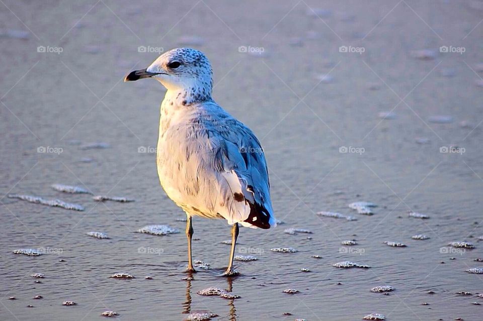 Seagull at Dawn