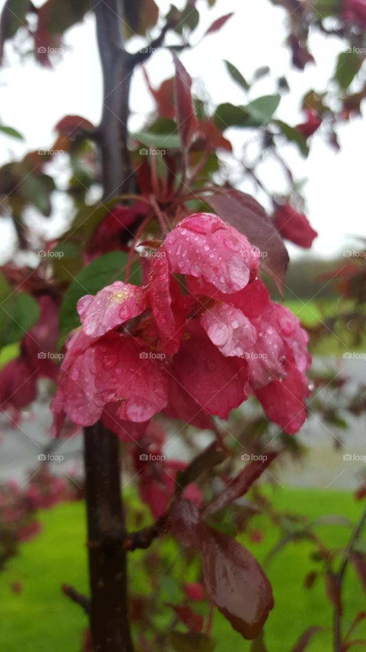 Leaf, Nature, Tree, Garden, Flora