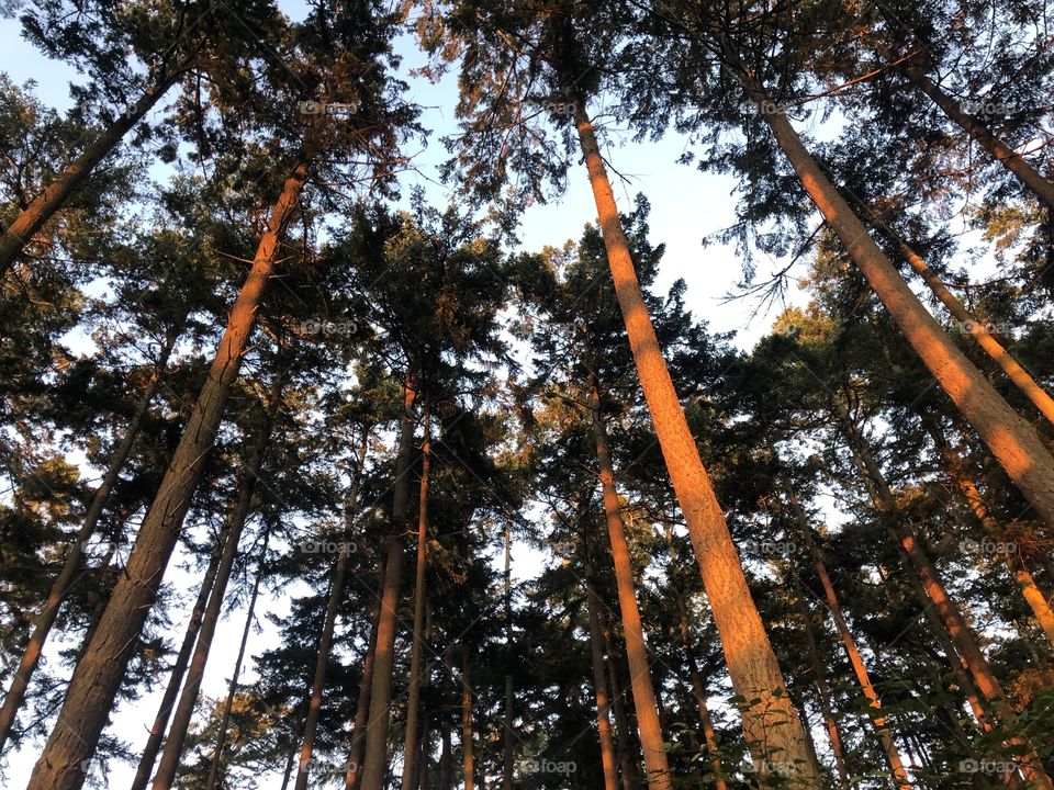 Sunlight reflecting of trees 