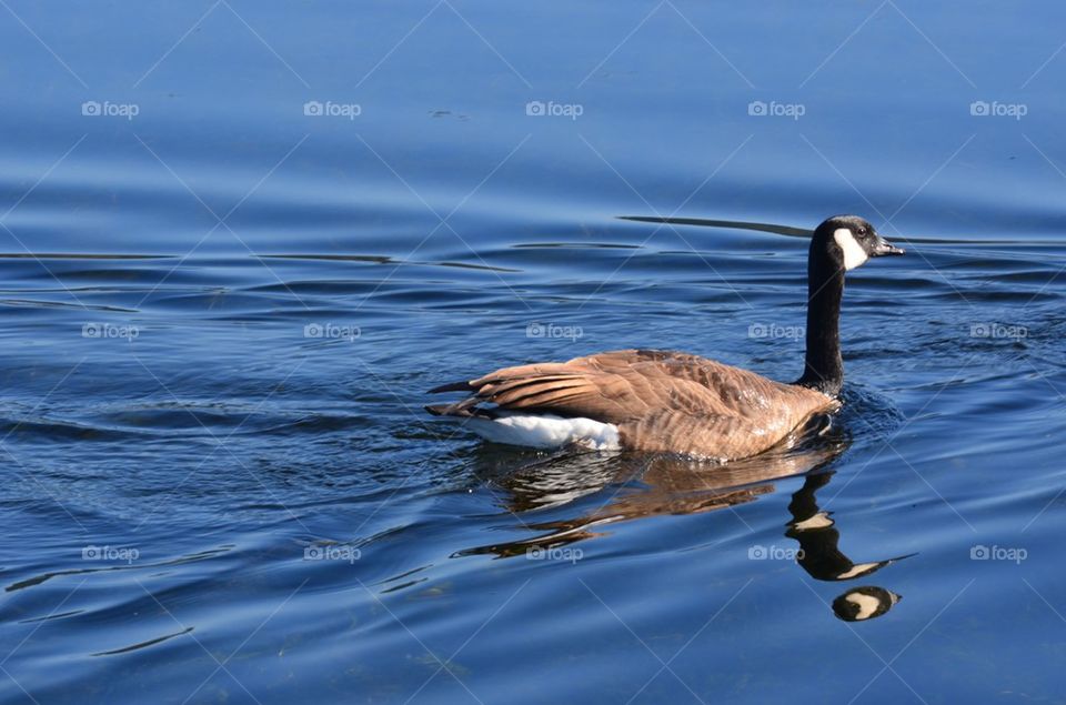 Canada Goose