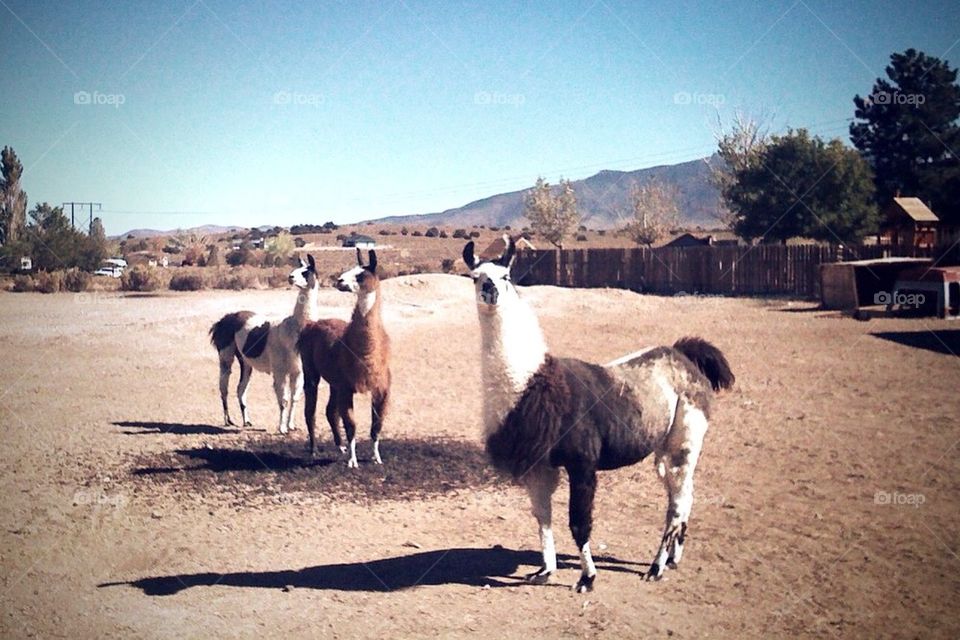 Nevada Llamas