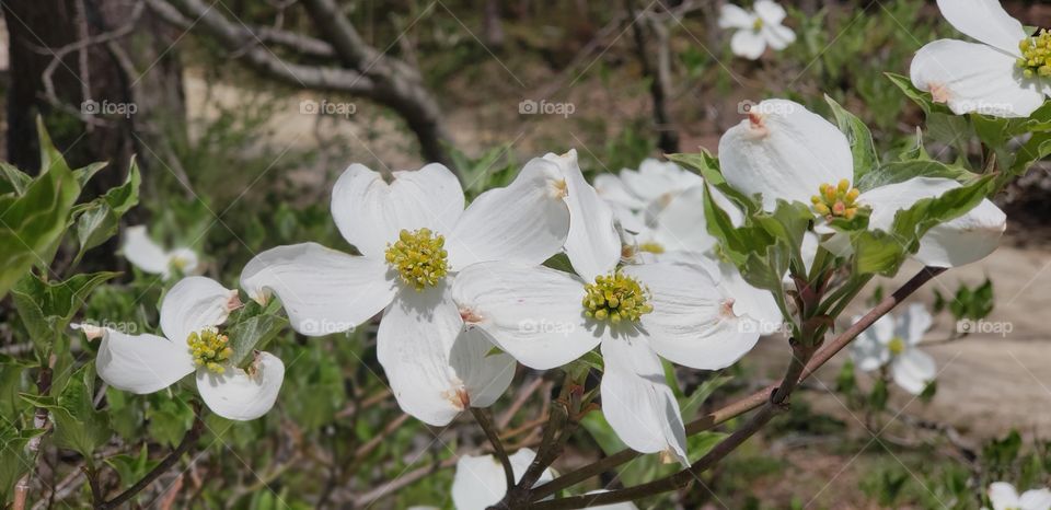 Dogwood tree in bloom.