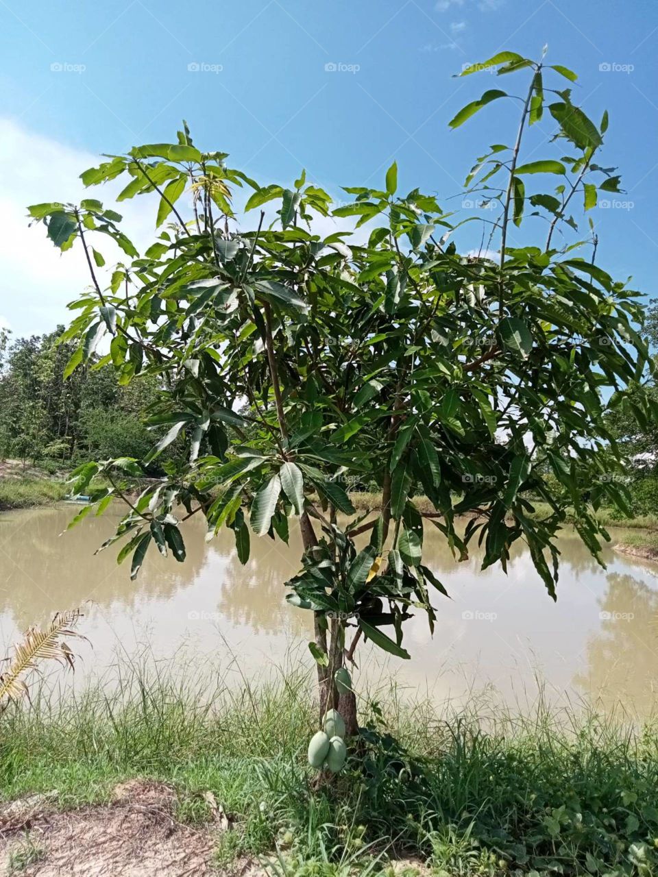 The stories of my garden, Countryside (Thailand)