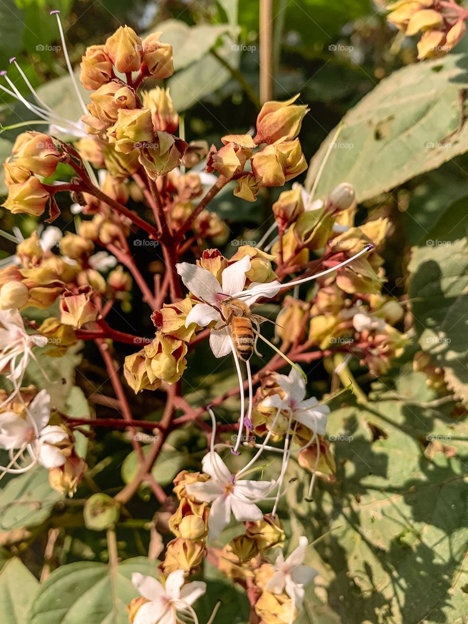 clerodendrum flowers with honey bee