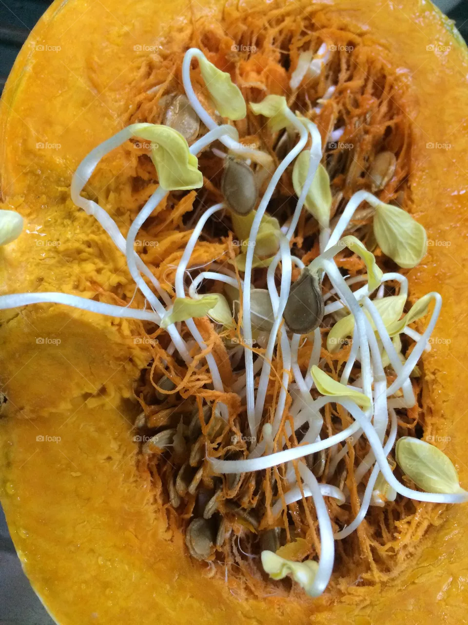 Pumpkin 