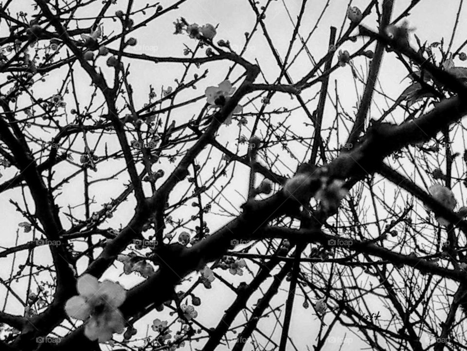 Color vs Black and White: plum blossoms and branches in cold winter.