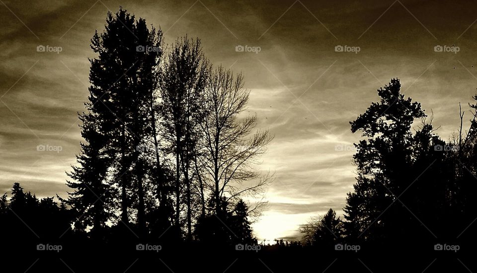 A chilly evening,  just around dusk,  with grey skies and dark clouds looming behind  a cluster of trees.