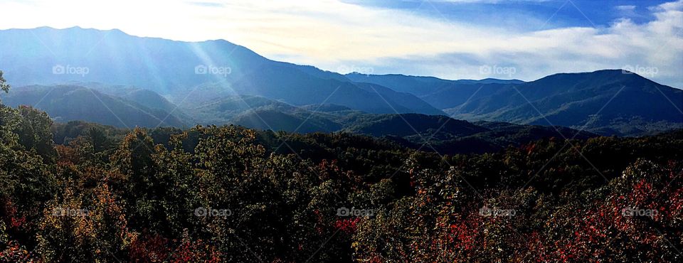 Trees with mountain range