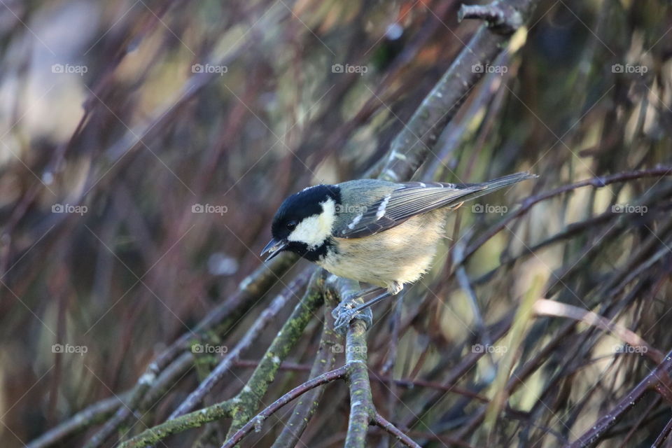 Coal Tit 