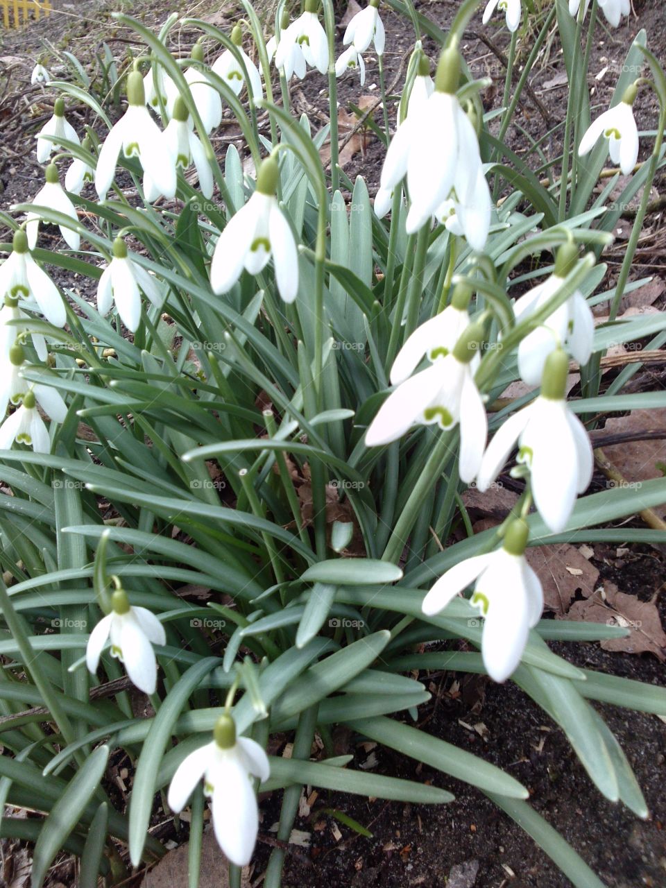 Snowdrops