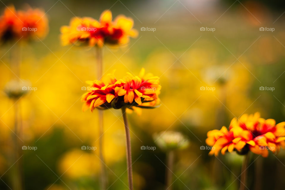 background image of flowers in golden time