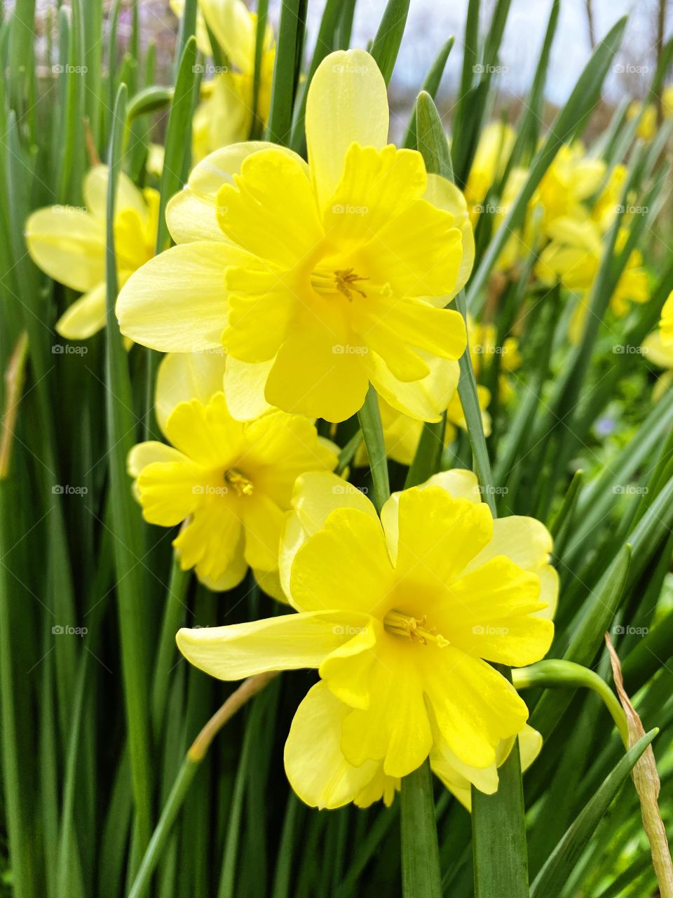 Daffodils 