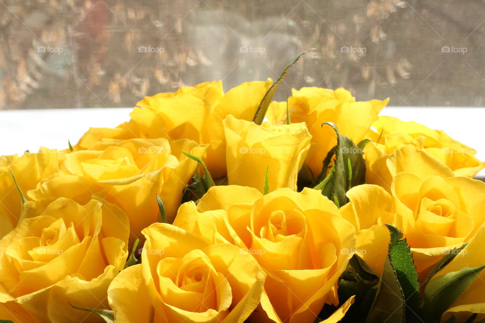 Yellow roses