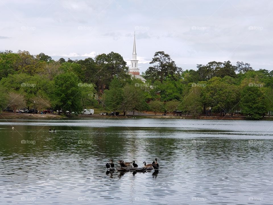 Turtles and ducks in a pond by a church steeple