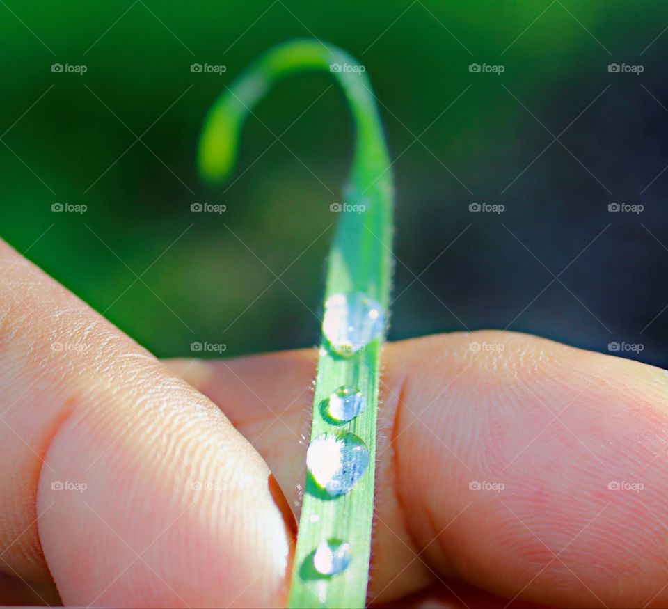 holding a single blade of grass with water drops on its surface