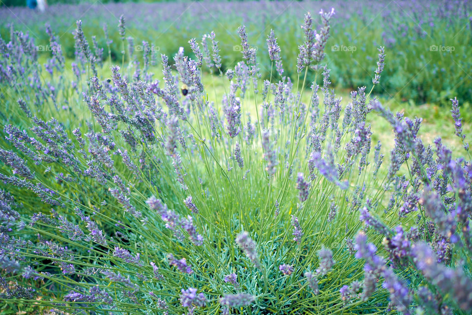 lavender fields