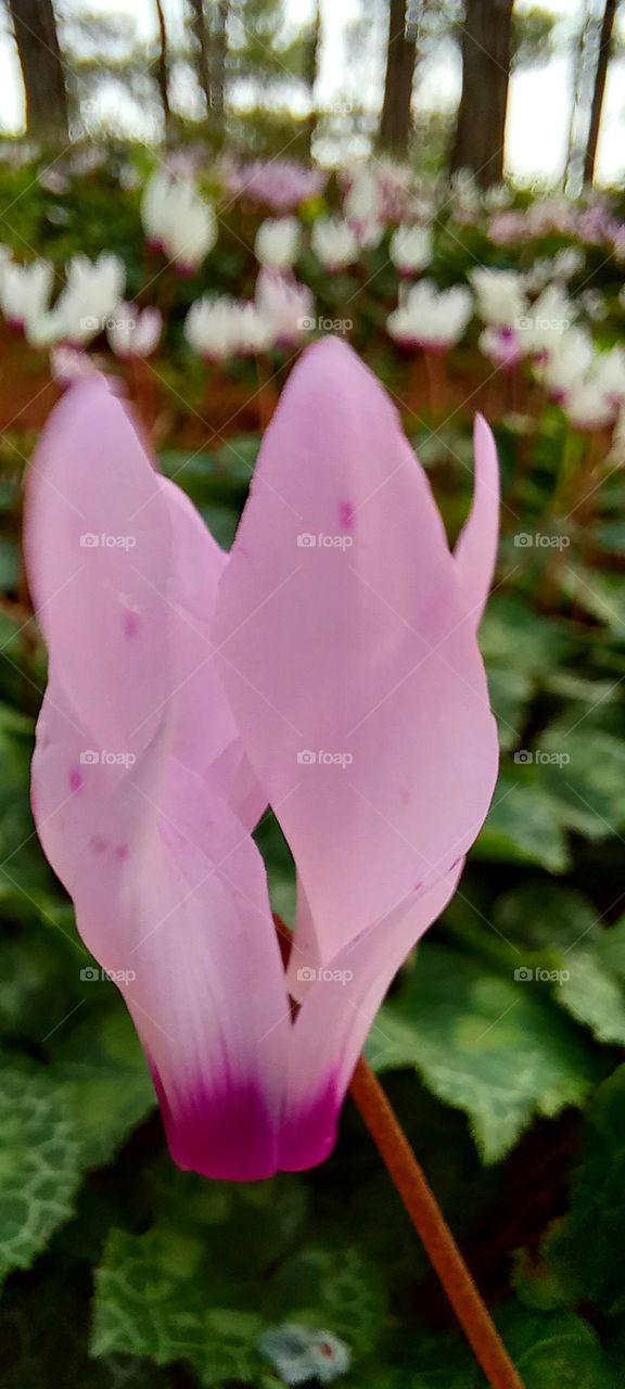 pink cyclamen hederifolium Aiton