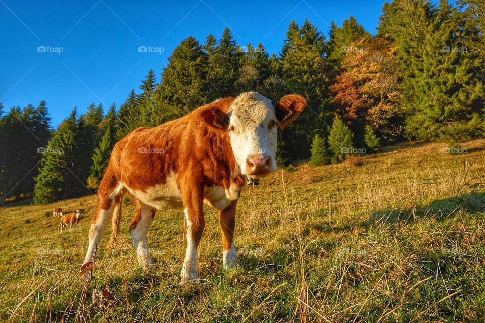 Cow