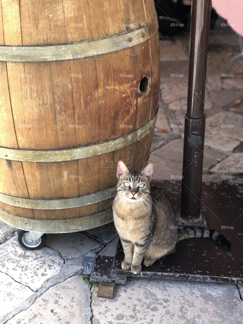 Multicoloured beige black gray Cat perfectly posed beside an umbrella stand and a wine barrel