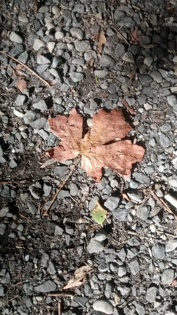 Priest Point Park (leaf), Washington State