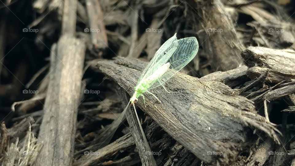 Nature, Wood, Leaf, Flora, No Person