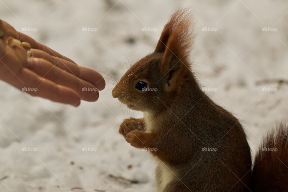 Hand Feeding A Forest Squirrel