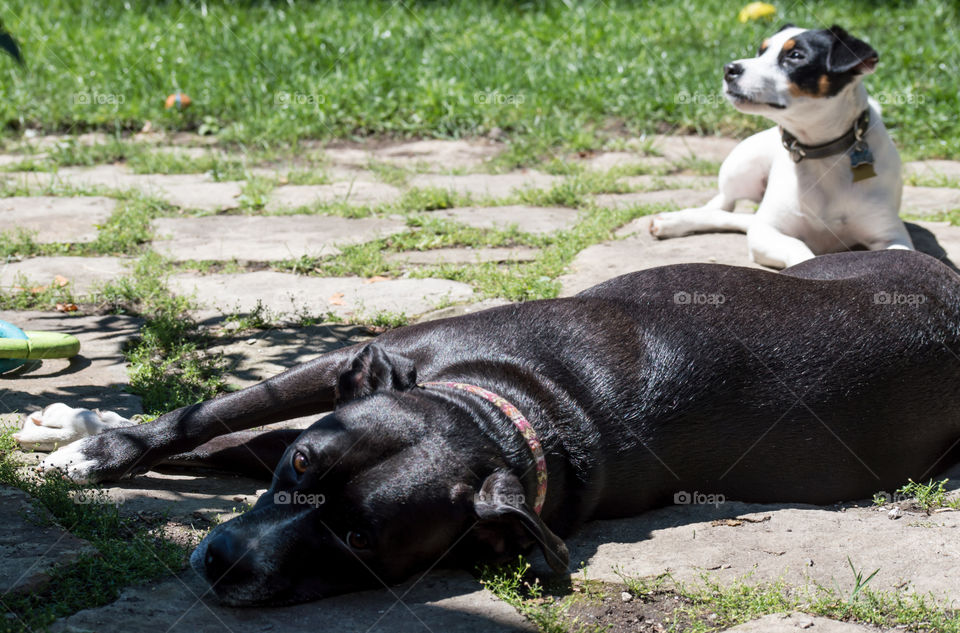 Two beautiful young dogs with puppy dog eyes enjoying sunbathing in the warm summer sun on natural stone rocks on patio at home pet portrait photography 