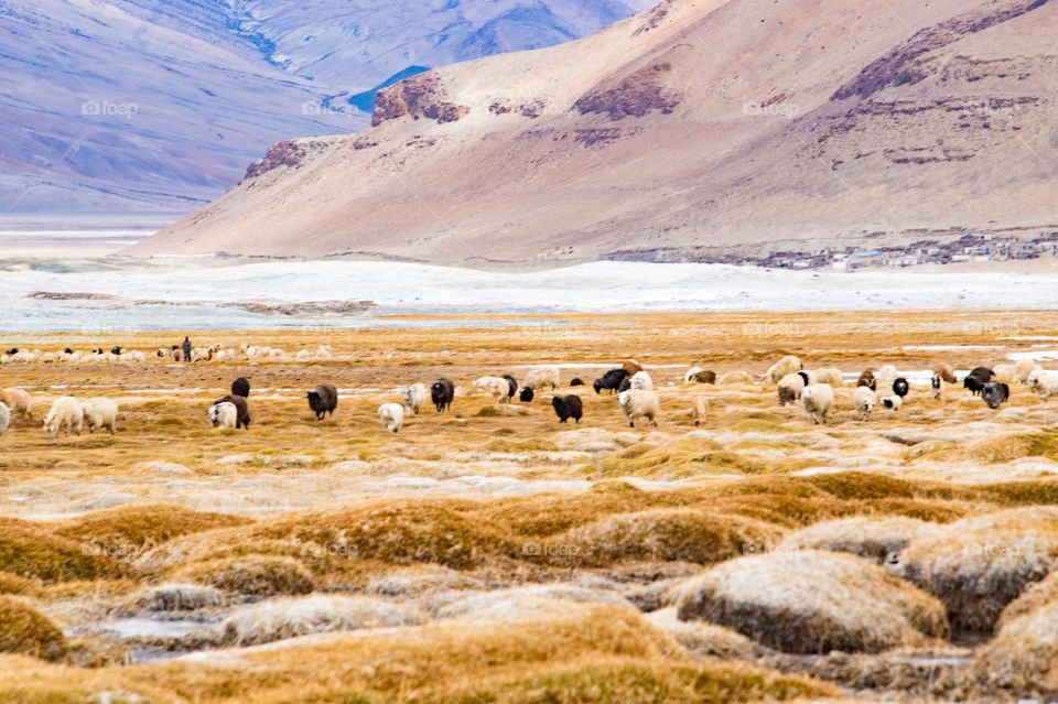 sheep on the frozen lake