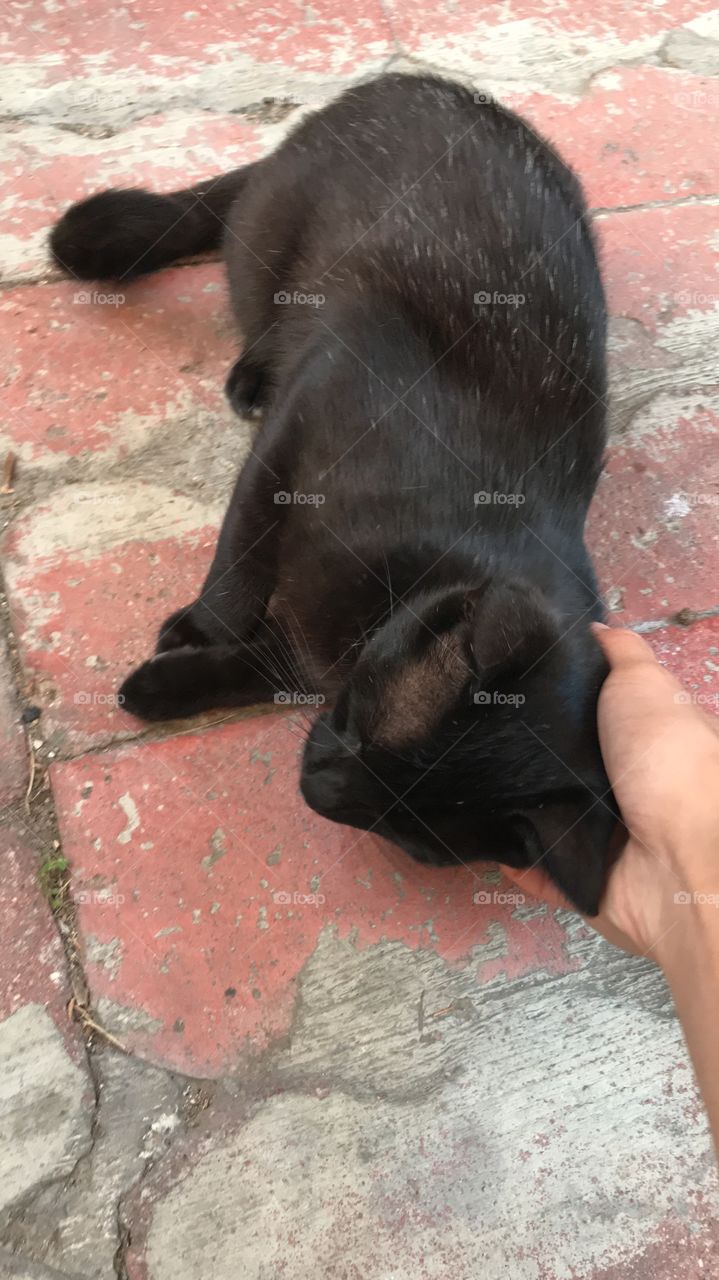 Sleeping Black Cat