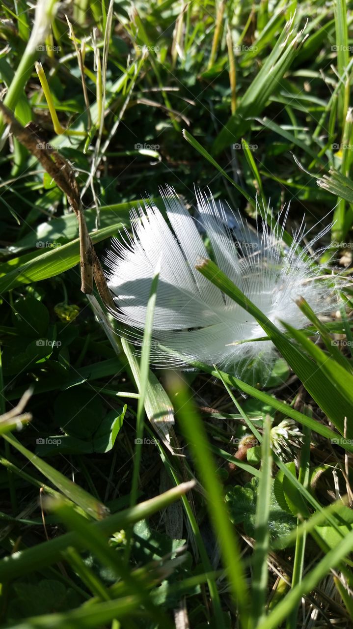 lost feather nestled in the grass
