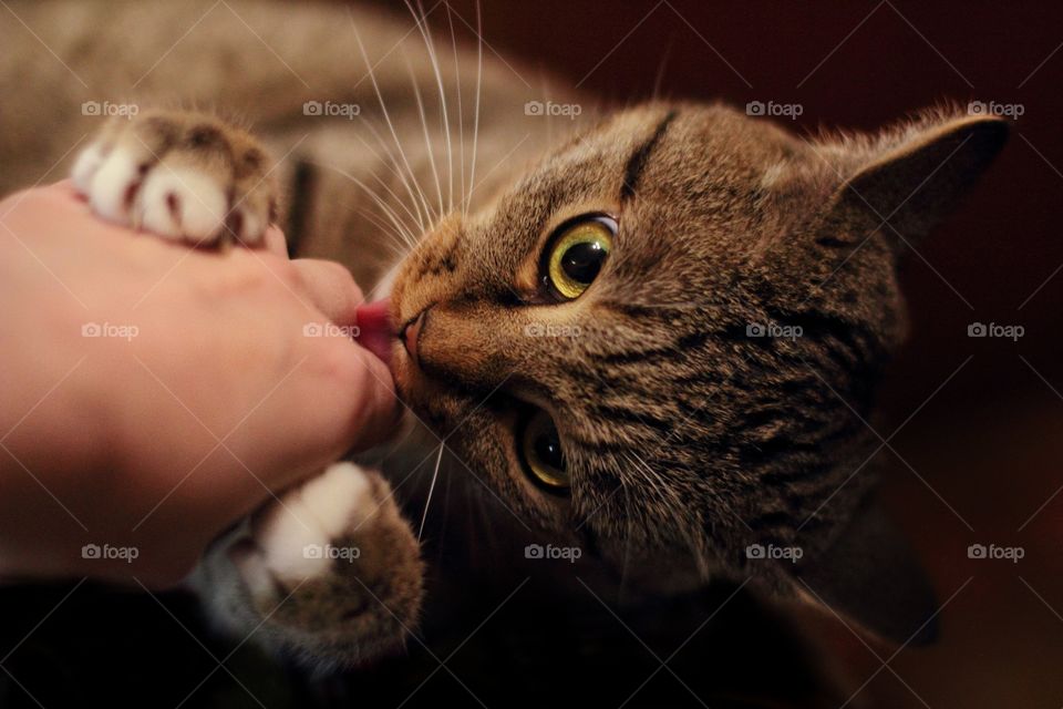 I photograph a cat while she licks my hand