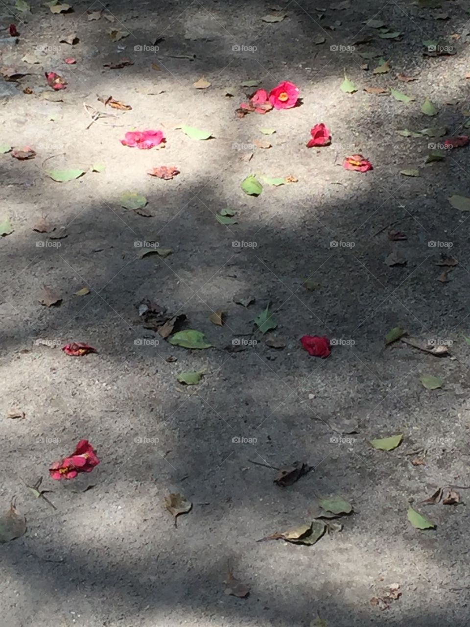 Petals on the pathway